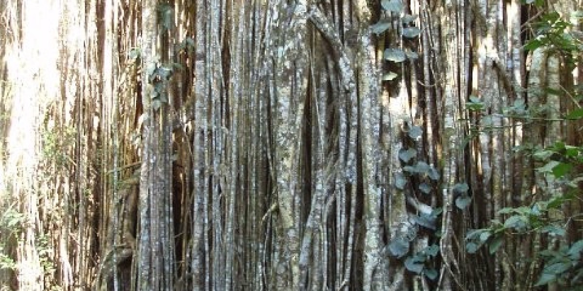 Richard Casino Australia: Richard Casino Login & Sign Up